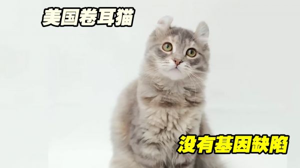美国卷耳猫，没有基因缺陷，是一个适合饲养的猫咪品种