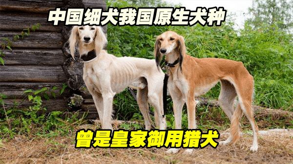 中国细犬，我国原生犬种，曾是皇家御用猎犬