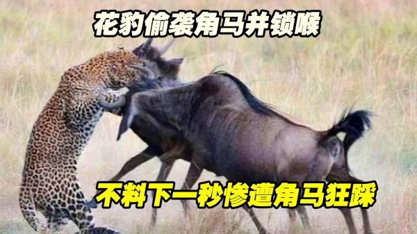 花豹偷袭角马并锁喉，不料下一秒惨遭角马狂踩，结果却很意外