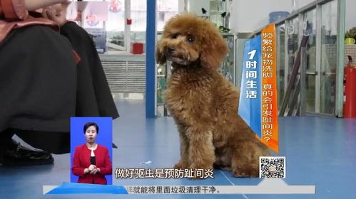 宠物洗脚，频率知多少？#宠物日常# #养宠小技巧#