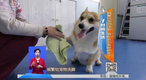 宠物洗脚，频率知多少？#宠物日常# #养宠小技巧#