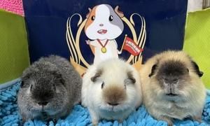 如何饲养巴塔哥尼亚豚鼠？（巴塔哥尼亚豚鼠的饲养方法及注意事项）