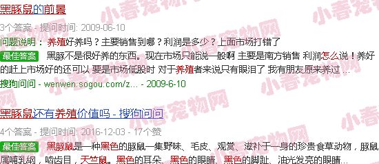 黑豚鼠养殖前景怎么样