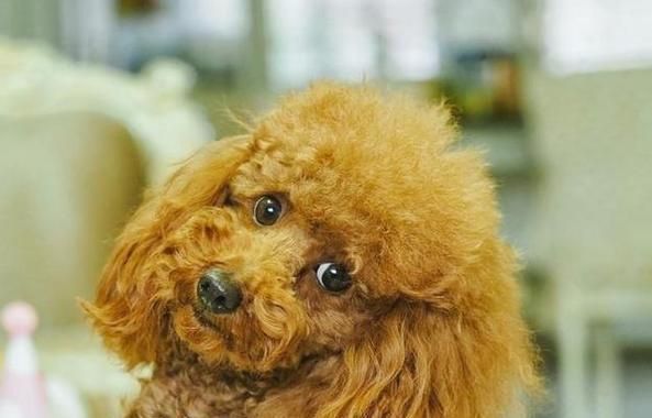 泰迪犬（了解泰迪犬的分类和特点）