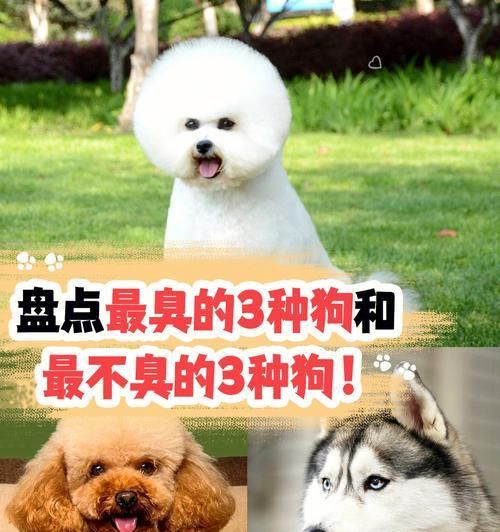 狗的分类方法及其重要性（了解狗的分类有助于我们更好地了解和照顾它们）