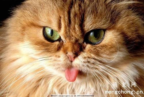 猫咪的大、中、小型是如何分类的？