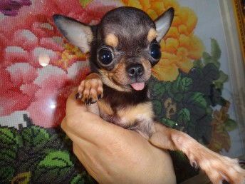 吉娃娃犬体型分类:超小体与小体解析