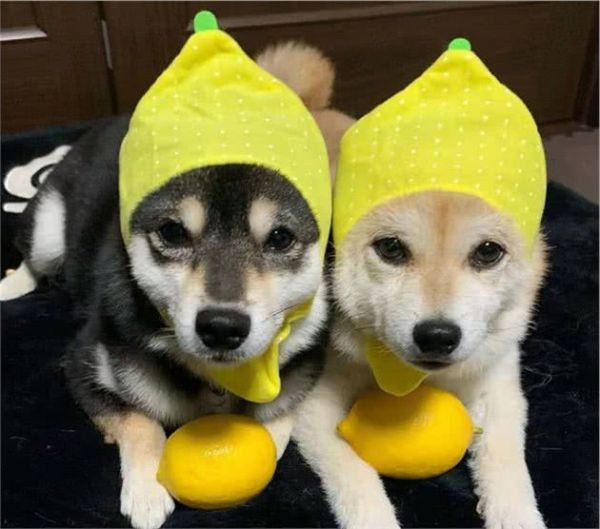 宠物级柴犬，在什么价位？多少钱能买到一只好看的柴犬？