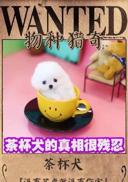 探寻茶杯犬的由来与寿命之谜（追溯茶杯犬起源，揭秘其寿命长短的关键）