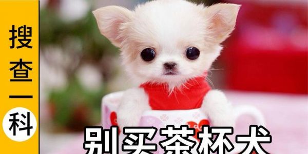 探寻茶杯犬的由来与寿命之谜（追溯茶杯犬起源，揭秘其寿命长短的关键）