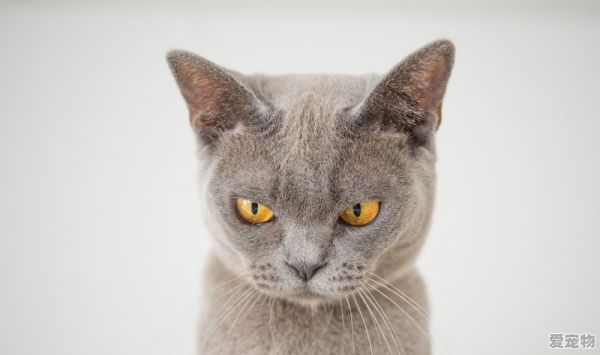 德国最爱的猫，起源于德国的宠物品种是什么猫种类 - 爱宠物