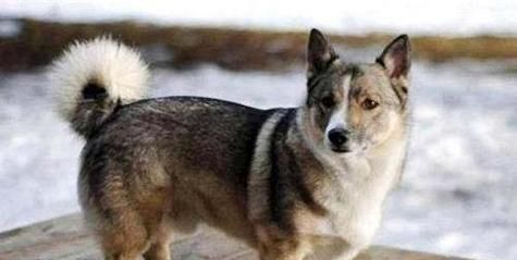 柯基犬的种类、起源与形态特点（探寻柯基犬的多样性和独特之处）