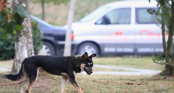 探寻昆明犬四眼之谜（揭秘昆明犬四眼的由来及特点）