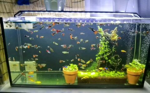 鱼缸换水频率指南：如何根据鱼的密度调整换水时间？