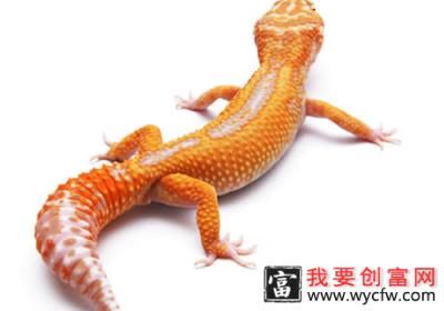 怎么应对豹纹守宫蜥逃跑　　