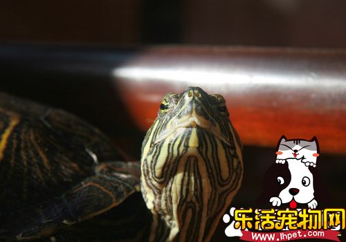 乌龟是不是两栖动物 海龟属于爬行动物吗