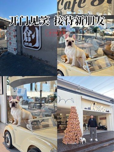 hergo还可以给狗洗澡