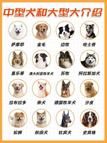 中型犬和大型犬，你选对了吗？