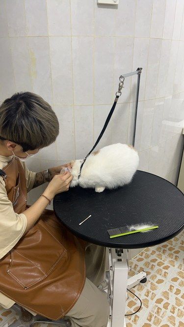 喵星人的美容院日常