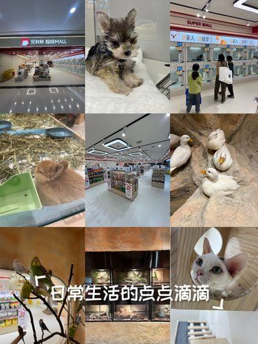 郑州国贸360也有宠胖胖超级MALL了