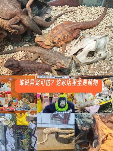 探秘小众异宠馆，打开新世界大门