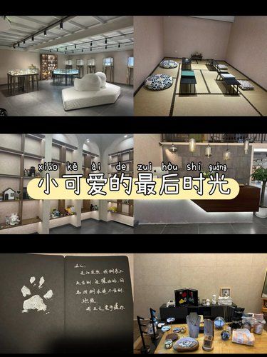 宠物离世后，这个纪念方式让我释怀了