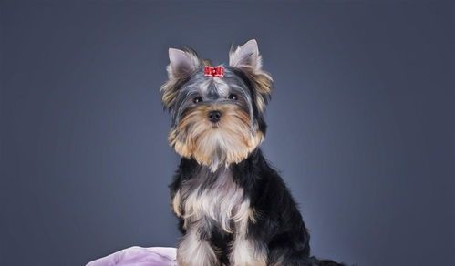 “老年小型犬,每日食量宜适量,健康饮食指南!”