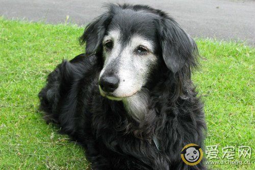 狗狗多大算老年 老年犬的护理 第1张