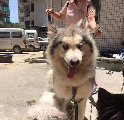 如何照顾老年阿拉斯加犬——宠物爱心在渐老的岁月中