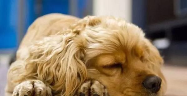 老年犬不吃饭怎么办？有效解决方法有哪些？