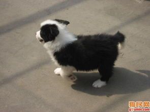 边牧犬自制狗粮制作教程：简单易学，宠物健康新选择！