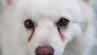 狗狗眼睛过敏？揭秘宠物泪眼之谜！