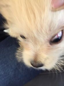 狗狗眼睛过敏？揭秘宠物泪眼之谜！