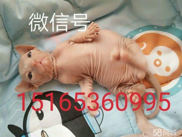 店主头像