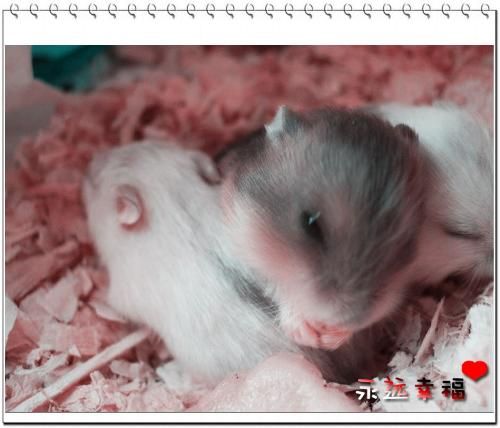 仓鼠繁育指南：轻松生宝宝，养宠必备！
