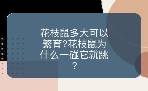 花枝鼠多大可以繁育?花枝鼠为什么一碰它就跳?