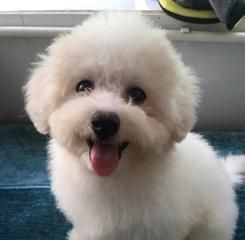 比熊狗狗磨牙期从什么时候开始？比熊犬磨牙期的特点和注意事项是什么？