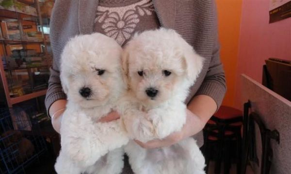 比熊狗狗磨牙期从什么时候开始？比熊犬磨牙期的特点和注意事项是什么？