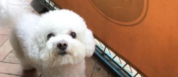 比熊狗狗磨牙期从什么时候开始？比熊犬磨牙期的特点和注意事项是什么？