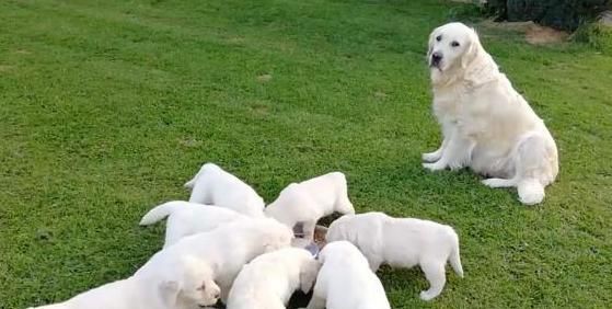 哺乳期狗狗如何照料？新手养狗有哪些注意事项？