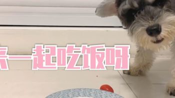 铲屎官们注意了，狗狗吃饭的姿势可以透露狗狗的性格