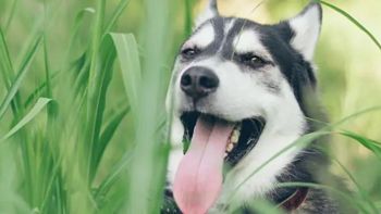 解密狗狗疯狂掉毛背后这7个原因（一）