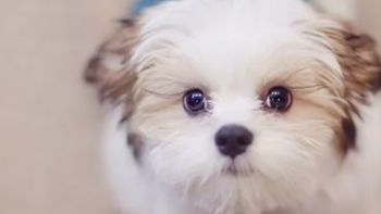 【宠主必看】狗狗呕吐腹泻怎么回事