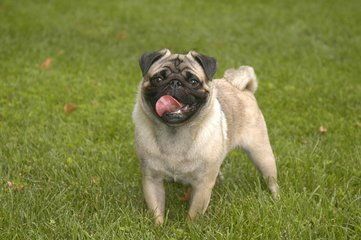 八哥犬孕妈必看，孕期护理攻略！