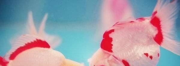 铁路托运观赏鱼有何规定_高铁或者动车能带观赏鱼么