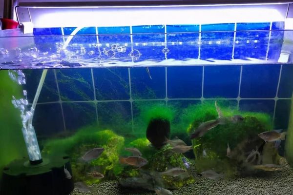 观赏鱼在长途运输中，会遭受哪些伤害？到家后如何处理？
