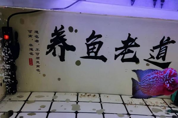 观赏鱼在长途运输中，会遭受哪些伤害？到家后如何处理？