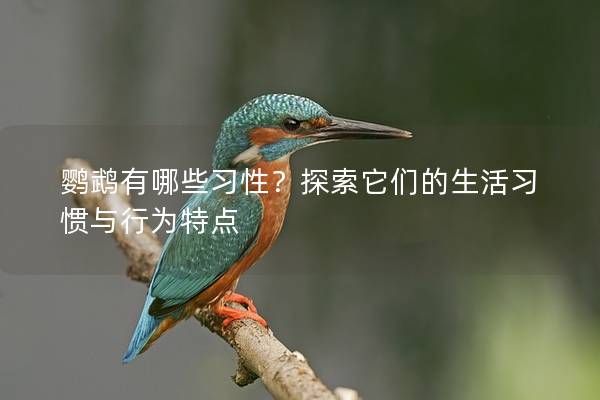 鹦鹉有哪些习性？探索它们的生活习惯与行为特点