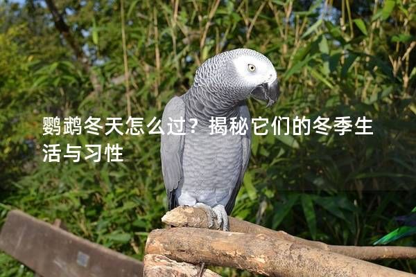鹦鹉冬天怎么过？揭秘它们的冬季生活与习性