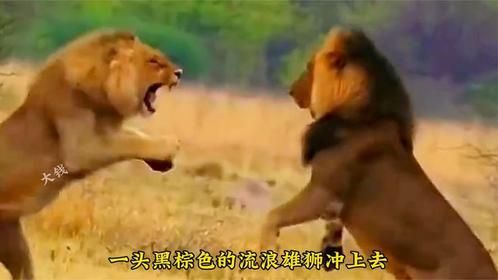 两只雄狮为了争权夺位大打出手！